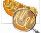 図解・科学イラスト制作します リアルなグラフィックからフラットなアイコン制作まで対応可能 イメージ2