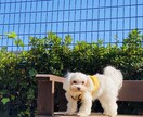 犬猫限定　わんにゃん占い　ペットの気持ちを占います 大切な家族の一員ペットにどんなことを聞いてみたいですか？ イメージ4