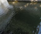 川崎区の釣り場所紹介します クロダイ&シーバス爆釣！マル秘公開！ イメージ1