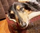 17歳ハイシニア犬のごはんの工夫教えます 食べてくれないを乗り越える！我が家の優しい試行錯誤集 イメージ1