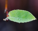 素材で使える接写（マクロ）写真を提供します 繊細な水滴や草花などの接写（マクロ）写真が必要な方へ！ イメージ1