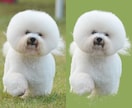 Photoshopでいろいろ切抜きます デザイナー歴15年のデザイナーが対応いたします イメージ2