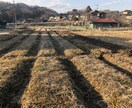 野菜作り、養鶏についての質問にお答えします 出来るだけ地球に優しく持続可能な生活を目指すには？ イメージ4