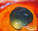 植物、食材を中心に色々な写真を投稿します ミクロの世界への挑戦と探検。まだ見ぬ世界へ。 イメージ6