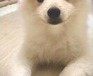 オスの交配犬見せます 顔が可愛い。この頃ポストから郵便物をとってきてくれます。 イメージ3