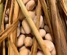 発酵食品の仕込み方と手入れ方法をお伝えします 醤（ひしお）などの発酵調味料の仕込み方を知りたい方は是非！ イメージ2