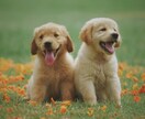 魂レベルでペットの気持ちを霊視します 今感じていること・飼い主様への想い・メッセージを読み取ります イメージ2