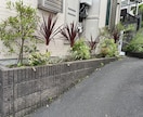 庭木剪定アドバイス手入れ方法をお伝えします 剪定歴16年のプロが、あなたの庭木の状態をアドバイスします イメージ4