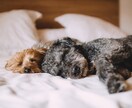 カウンセリングじゃない☆些細なお話に寄り添います 愚痴や不満、くだらない話☆今すぐ１分からでもお聞きします イメージ4