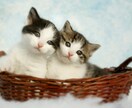 ペットの気持ち、霊体をアニマルヒーリングします ワンちゃん猫ちゃんのエネルギー体、メンタルを遠隔ヒーリング⭐ イメージ1