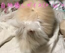 5分からOKフリートークします ちょっと人と話したい。なんか暇。どんなお話しでもOK5分～ イメージ3