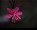 花のおしゃれなオリジナル写真素材を提供します WEBサイト・ロゴ・バナーなどに！4608 x 3456 イメージ9