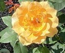 Twitterで紹介した写真を収録して販売します 「Rose Garden」薔薇の花100選 イメージ3