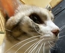 ペットなど動物の似顔絵お描きします 思い入れのあるペットや大好きな動物のかっこよくかわいい絵を。 イメージ3