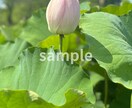 暮らしに映えるCanvaテンプレートを作成します SNS投稿をナチュラルでおしゃれに整えたい方へ イメージ1