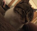 電話であなたの悩み、グチ、相談、聞きます。 イメージ1