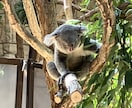 可愛い動物を見て癒やされます あなた用可愛い動物写真を提供します。 イメージ2