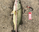 ルアー釣りでお困りの事相談のります 分からない事相談してください！ イメージ3