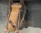 小動物、爬虫類、猛禽類などの飼育相談承ります 某個人営業の動物園での勤務経験から飼育のお悩み解決に導きます イメージ5