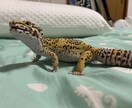 犬・猫・小動物・爬虫類のお悩みお聞きします 動物看護師の目線で大切なペットとの生活についてお聞きします イメージ4