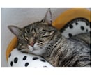 今日も眠れるかな…そんな不安を解消します 毎日快眠の僕が寝るコツを教えます！ イメージ10