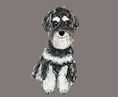 ミニチュアシュナウザーの似顔絵を描きます ミニシュナと暮らす犬絵師が、写真から似顔絵を描きます イメージ9