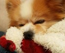 亡くなったペットの気持ちをお聞きいたします チャネリングにて大切な家族の気持ちを伝えお聞きいまします。 イメージ1