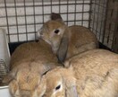 不正咬合うさぎのお悩みのご相談相手になります うさぎの飼育で困っている飼い主様の悩みに寄り添います イメージ4