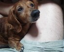 可愛い動物映像に可愛いナレーションを入れます 可愛いの大好き、可愛い動物になりきります イメージ1