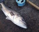 フライ 毛針の巻き方教えます 経験則で対象魚別のフライパターンの提案 イメージ7