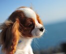 文字起こし受け賜ります ワープロ検定1級所有してます！お任せください。 イメージ1