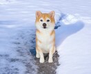 大切な愛犬さんをお作りします 世界にたった一つ♡うちのコ羊毛フェルト♡ イメージ9
