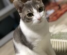 病院に行くべき？ペットの症状を獣医師が整理します 様子見でいいのか、受診の目安が分からない不安にお答えします イメージ4
