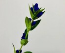 心が辛い皆様をサポートします 鬱な気分、夜に眠れない、そんな時には私をご利用ください イメージ1