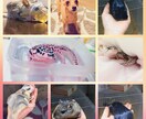 爬虫類(小動物)の飼育相談受けます 飼いたいけど不安･･･初心者さんのペットライフを支えます イメージ1