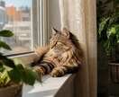 ペット鑑定｜愛する家族の想いを読み解きます 大切な家族。言葉がなくても、想いは必ず届いています。 イメージ3