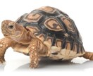 一人暮らしで飼えるペットを教えます 日々の生活を豊かで快適なものにする為に イメージ3