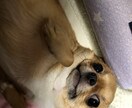 ひたすらお話し聞きます アドバイスしません!あなたの声をききます!内容守秘。 イメージ1