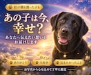 ペットの気持ち・本音を霊視タロットで丁寧に占います 犬猫限定｜今の本音・望み・飼い主様への想いを丁寧にお届け イメージ9