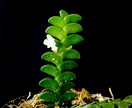 ガチ園芸店員がお家の植物のお悩み解決します 園芸店勤務の経験を活かして、観葉植物の相談に乗ります！ イメージ2
