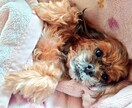 動物との飼育に関するアドバイスをさせて頂きます 動物を飼育するにあたり必要な知識をアドバイスします イメージ1