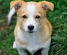 わんこのお迎えガイド！はじめてをサポートします 「初めてでも大丈夫！安心の育て方」 イメージ1
