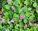 お花などを中心的に撮ってます 道端の花も野花であれば雑草でもある イメージ5