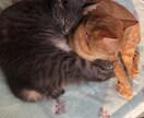 心にためてるの全て聞きます どんな事でもいいのでいっぱい話して下さいね。 イメージ1