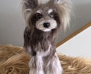 大切な愛犬さんをお作りします 世界にたった一つ♡うちのコ羊毛フェルト♡ イメージ6