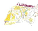 タマンの魚を描きます 魚拓を日々、描いてます！お魚好きな方に、是非！！ イメージ1