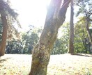 三重名張周辺 貴方に代わり写真撮影します 故郷、 思い出の場所、写真素材…等 イメージ4