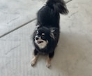 愛犬の声を聞いた手作りごはんをお伝えします 手作り初心者さんでも簡単にできる栄養満点レシピ イメージ7