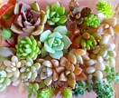 多肉植物の寄せ植え、お届けします 自家製多肉植物、管理方法とともにお届けします！ イメージ2
