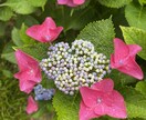 紫陽花の育て方でお悩みでしたら解決します 紫陽花、来年は今年以上に花を咲かせましょう。 イメージ16